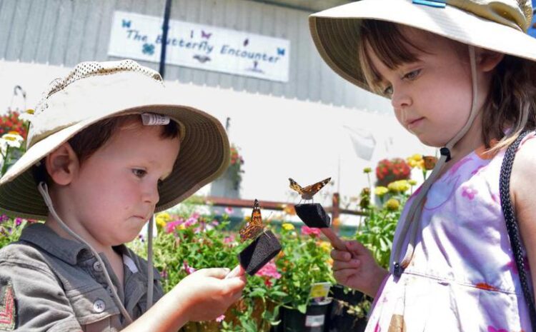  The Butterfly Encounter